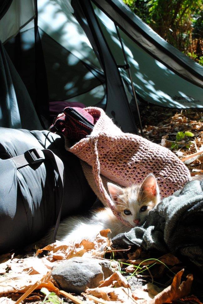 Hitchhiking with Kittens
