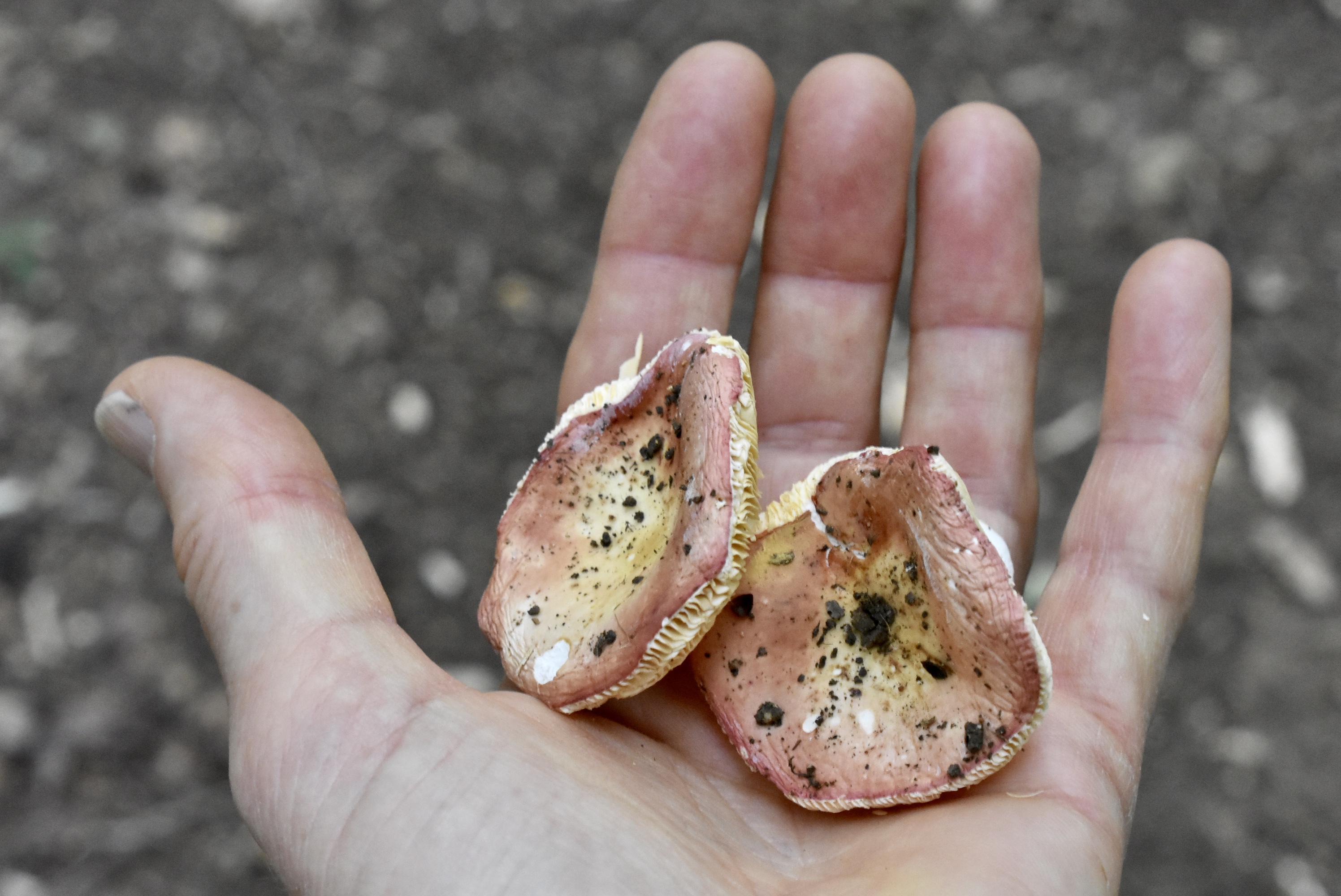 The Wildart Wanderer